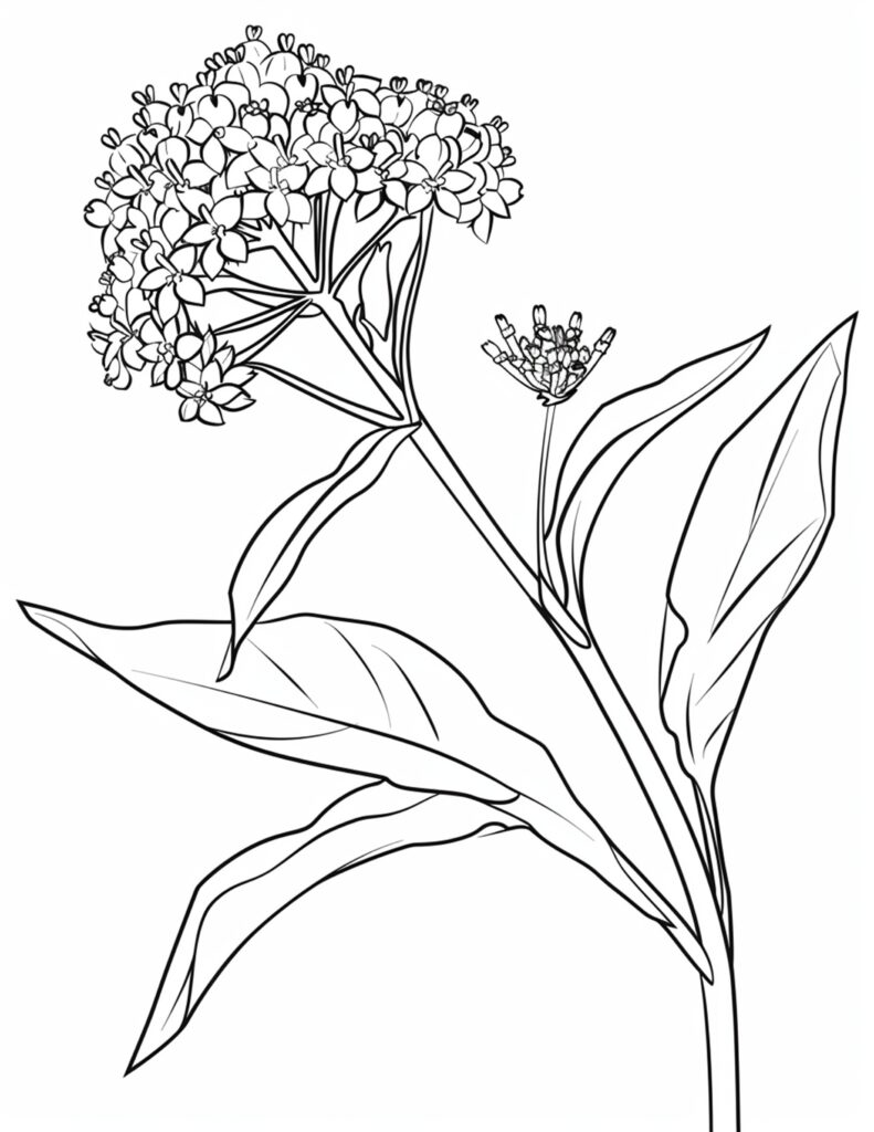Flower Coloring Pages for Adults